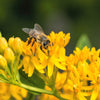10 GAY BUTTERFLIES MILKWEED Red Yellow Orange Mix Asclepias Tuberosa Butterfly Weed Flower Seeds