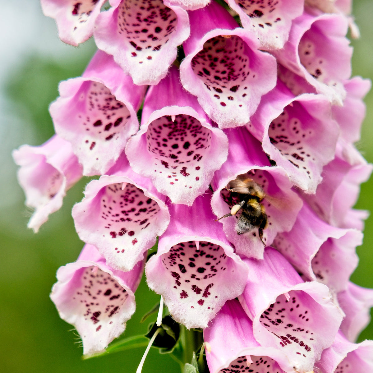 Pink & Purple Mix Foxglove Digitalis Flower Seeds – photo 6