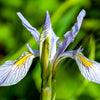 50 MISSOURI IRIS Missouriensis Rocky Mountain Blue Purple Yellow Flower Seeds