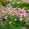 100 Rose PINK ROBINSONS DAISY Painted Chrysanthemum Coccineum Pyrethrum Flower Seeds