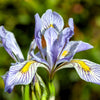 50 MISSOURI IRIS Missouriensis Rocky Mountain Blue Purple Yellow Flower Seeds
