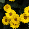 100 HAIRY GOLDEN ASTER Chrysopsis Heterotheca Villosa Herb Yellow Flower Seeds