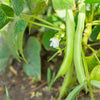 30 CANNELLINI BEAN Seeds White Italian Kidney Phaseolus Vulgaris Vegetable Seeds