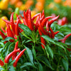 30 BIRDS Eye CHILI PEPPER (Chiltepin Pepper) Capsicum Frutescens Vegetable Seeds