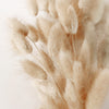 100 BUNNY TAILS GRASS (Hares Tail) Ornamental Lagurus Ovatus Seeds