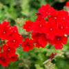 50 SCARLET VERBENA Red Nana Compacta Fragrant Flower Seeds