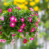100 Pink DWARF ROSE PERIWINKLE / Vinca Rosea Flower Seeds