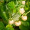 20 ' PINEAPPLE CRUSH ' STRAWBERRY Everbearing Fragaria Vesca Alpine White Yellow Berry Seeds