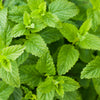200 Lemon LEMONY CATNIP Nepeta Cataria Citriodora Herb Flower Seeds