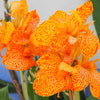 5 MIXED CANNA LILY Generalis Mix Colors Red Yellow Hummingbird Flower Seeds