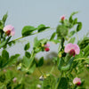 50 AUSTRIAN WINTER PEA Caley Flower Pisum Sativum Ground Cover Crop Legume Seeds