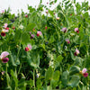 50 AUSTRIAN WINTER PEA Caley Flower Pisum Sativum Ground Cover Crop Legume Seeds