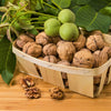5 ENGLISH WALNUT aka Common, Hardy Carpathian, Persian Nut Fruit Tree Juglans Regia Orientis Seeds