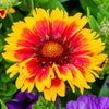 100 ARIZONA SUN GAILLARDIA Pulchella Indian Blanket Flower Seeds