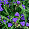 100 Purple OHIO SPIDERWORT (Widows Tears / Bluejacket) Tradescantia Ohiensis Flower Seeds