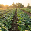 250 VATES COLLARDS Collard Greens Brassica Oleracea Acephala Vegetable Seeds
