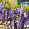 5 BLUE CHINESE WISTERIA Sinensis Ornamental Vine Climber Blue Violet Purple Flower Seeds