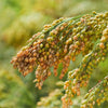 200 PROSO MILLET White Common Panicum Miliaceum Ornamental Grass Vegetable Seeds