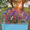1000 Mixed BACHELORS BUTTON CORNFLOWER Centaurea Seeds