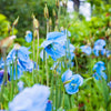 10 BLUE HIMALAYAN POPPY Tibetan Meconopsis Betonicifolia Flower Seeds