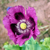 400 PERSIAN BLUE POPPY Papaver Somniferum Flower Seeds