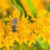 10 GAY BUTTERFLIES MILKWEED Red Yellow Orange Mix Asclepias Tuberosa Butterfly Weed Flower Seeds