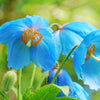 10 MIXED HIMALAYAN POPPY Blue Red Violet Meconopsis Napaulensis Mix Flower Seeds