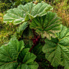10 GUNNERA INSIGNIS Giant Rhubarb (Leaves up to 6' Wide, Red Flower Spikes to 3') Dinosaur Plant Seeds
