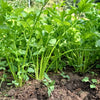 Cutting Leaf Celery Seeds – Apium Graveolens European Chinese Herb – photo 2