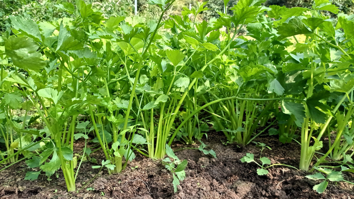 Cutting Leaf Celery Seeds – Apium Graveolens European Chinese Herb – photo 2