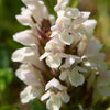 50 PAGODA MIX PRUNELLA Grandiflora Bigflower Selfheal Blue Pink etc Flower Seeds
