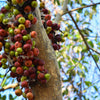 30 CLUSTER FIG Ficus Racemosa Red River Indian Guilar Tree Houseplant Seeds