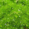 50 IRISH MOSS Groundcover Heath Pearlwort Sagina Subulata White Flower Seeds