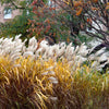 10 SILVER MAIDEN GRASS Miscanthus Sinensis Japanese Pampas Perennial Flower Seeds