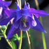 100 PURPLE COLUMBINE Aquilegia Vulgaris Flower Seeds