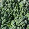 1500 BLOOMSDALE SPINACH Spinacia Oleracea Vegetable Seeds