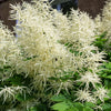 50 WHITE GOATS BEARD (like Astilbe) Aruncus Dioicus Flower Seeds