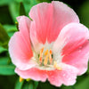 Double Deuces Godetia Seeds – Grandiflora Clarkia Amoena Mixed Colors & Bicolor Flower – photo 8