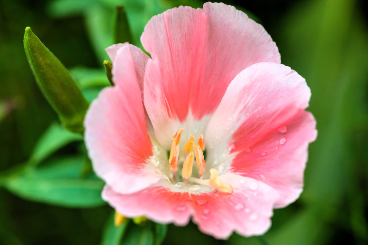 Double Deuces Godetia Seeds – Grandiflora Clarkia Amoena Mixed Colors & Bicolor Flower – photo 8