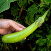 25 Louisiana LONG GREEN EGGPLANT Solanum Melongena Fruit Vegetable Seeds