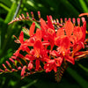 10 RED LUCIFER CROCOSMIA Crocosmia Masoniorum Flower Seeds