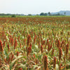 M81E Sorghum Seeds – Light Amber Syrup Bicolor Vegetable Grain – photo 5