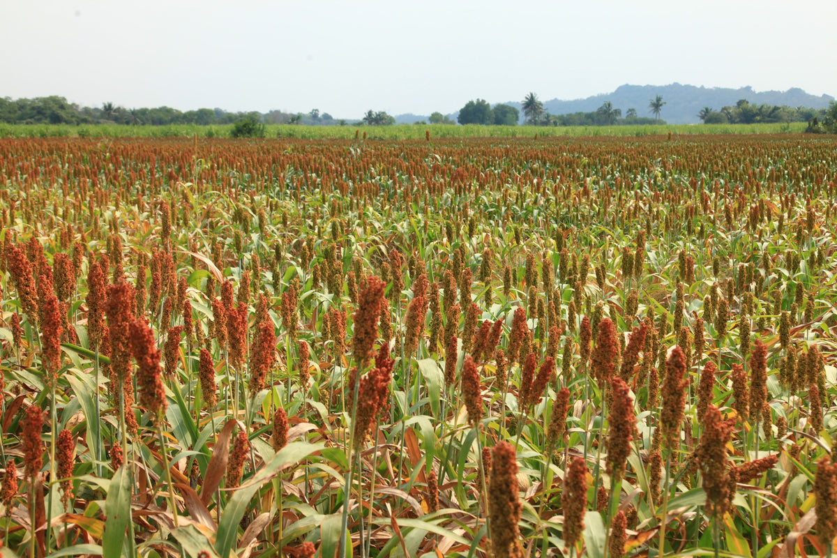 M81E Sorghum Seeds – Light Amber Syrup Bicolor Vegetable Grain – photo 5