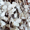 Lunaria Biennis ( Money Plant / Silver Dollar / Honesty / Moonwort ) Flower Seeds – photo 3