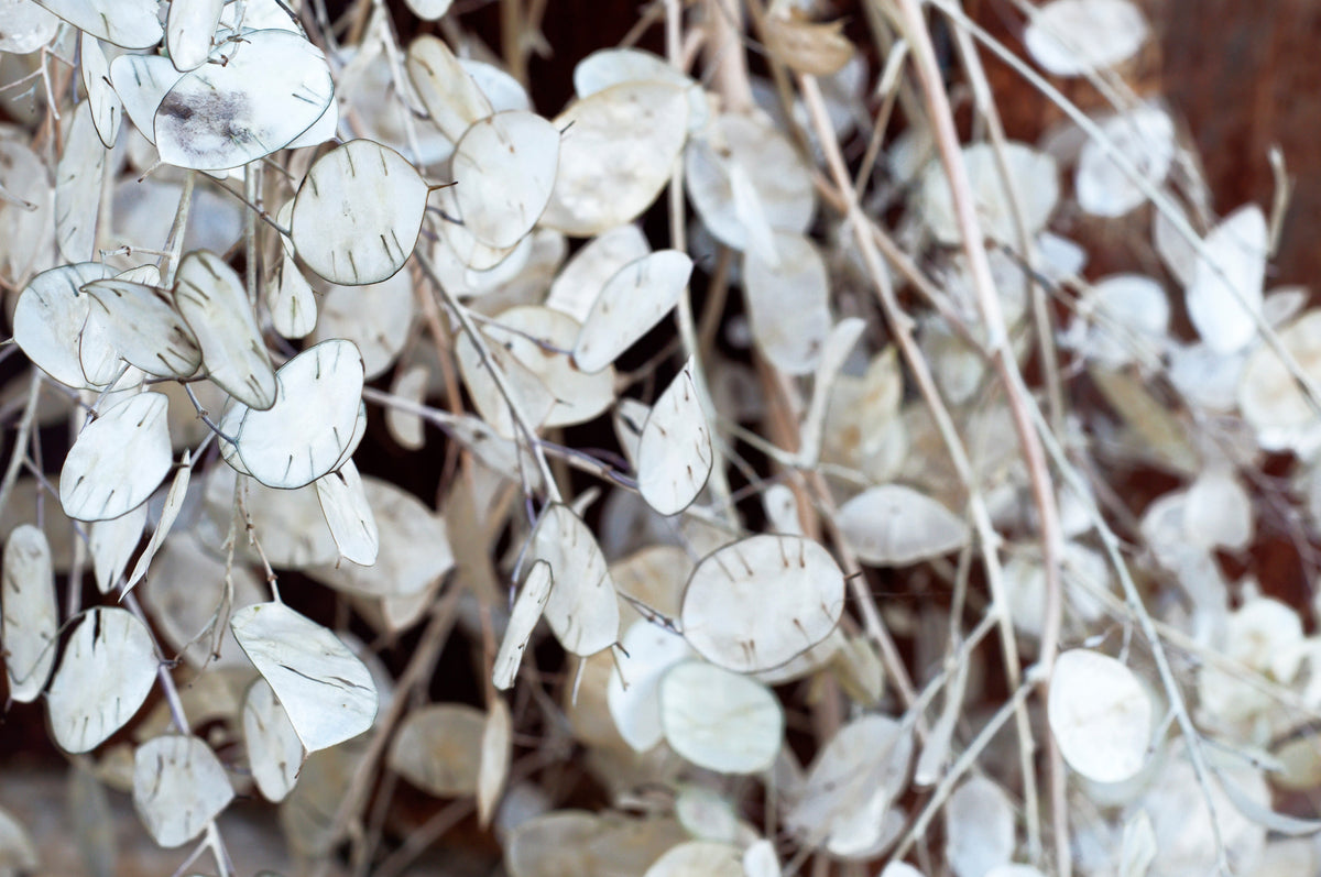 Lunaria Biennis ( Money Plant / Silver Dollar / Honesty / Moonwort ) Flower Seeds – photo 3