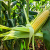 60 YELLOW CORN ' Early Xtra Sweet ' Zea Mays Vegetable Seeds
