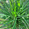 3000 QUICKDRAW ORCHARDGRASS Cat Grass Petgrass Cocksfoot Cool-Season Sun or Shade Dactylis GlomerataPerennial Bunchgrass Quick Draw Grass Seeds