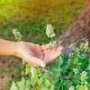 200 Lemon LEMONY CATNIP Nepeta Cataria Citriodora Herb Flower Seeds