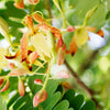 5 TAMARIND FRUIT TREE Tamarindus Indica Bean Pod Legume Seeds