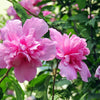 50 Mixed Colors ROSE Of SHARON HIBISCUS Syriacus Flower Tree Bush Seeds Mix